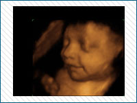 Pregnancy Stages