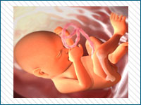 Pregnancy Stages